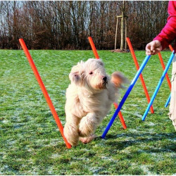 TRIXIE Piquets de slalom...